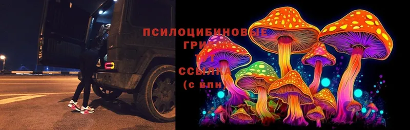 Галлюциногенные грибы MAGIC MUSHROOMS  купить закладку  Красногорск 